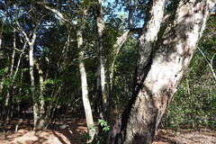 Maxillaria ochroleuca