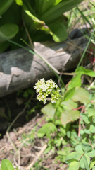 Valeriana occidentalis