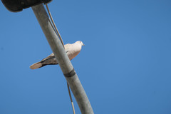 Streptopelia decaocto