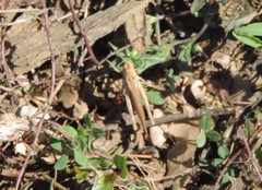Aiolopus strepens