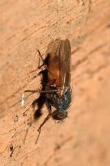 Lispocephala brachialis