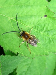 Eucera longicornis