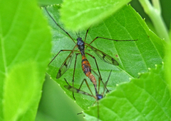 Ptychoptera quadrifasciata