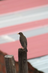 Turdus chiguanco