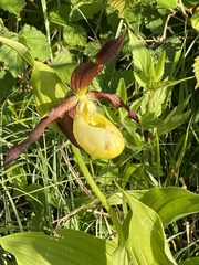 Cypripedium calceolus