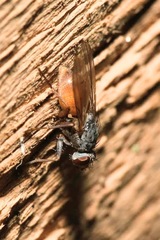 Lispocephala brachialis