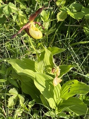Cypripedium calceolus
