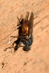 Lispocephala brachialis