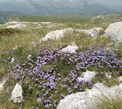 Globularia cordifolia