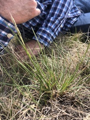 Helictochloa hookeri