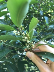 Sideroxylon wightianum