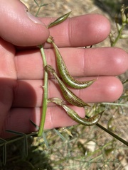 Astragalus bicristatus