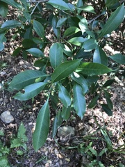 Sideroxylon wightianum