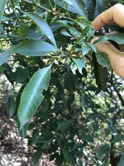 Sideroxylon wightianum