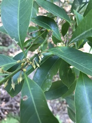 Sideroxylon wightianum