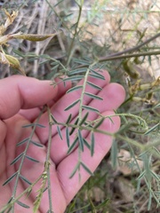 Astragalus bicristatus