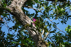 Cattleya violacea
