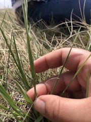 Helictochloa hookeri