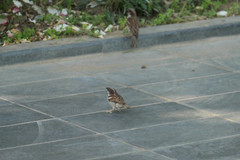 Passer domesticus