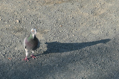 Columba livia domestica