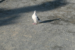 Columba livia domestica