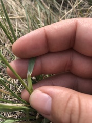 Helictochloa hookeri