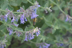 Apis mellifera