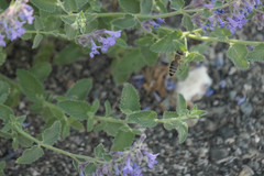Apis mellifera