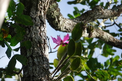 Cattleya violacea
