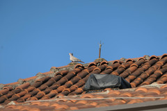 Streptopelia decaocto