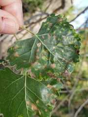 Taphrina populi-salicis