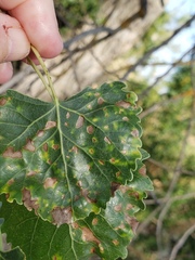 Taphrina populi-salicis