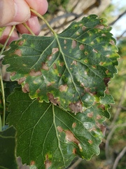 Taphrina populi-salicis