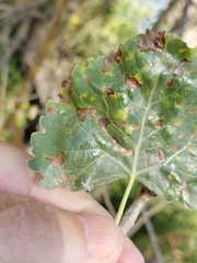 Taphrina populi-salicis