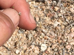 Nemacladus secundiflorus robbinsii