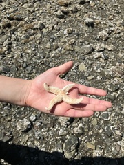 Evasterias troschelii