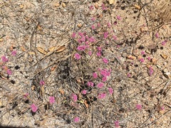 Chorizanthe douglasii