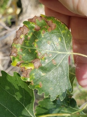 Taphrina populi-salicis