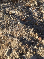 Nemacladus secundiflorus robbinsii