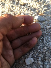 Nemacladus secundiflorus robbinsii