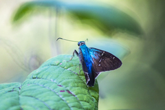 Thorybes egregius egregius