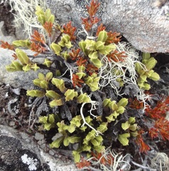 Veronica tetrasticha