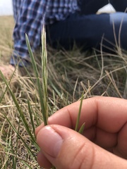 Helictochloa hookeri