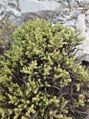 Veronica tetrasticha