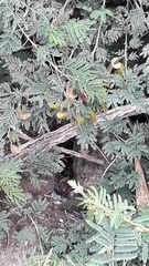 Mimosa quitensis