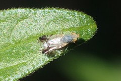 Trupanea vicina