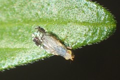 Trupanea vicina