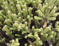 Veronica tetrasticha