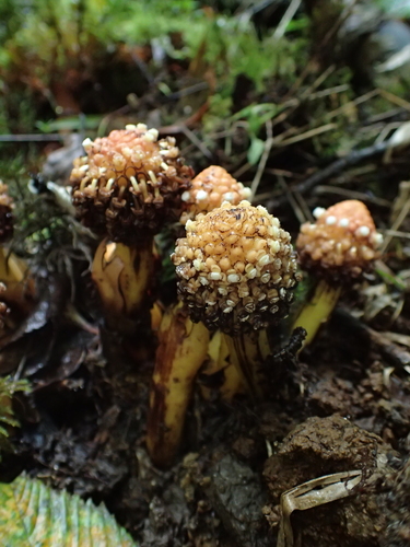 Involucrate Balanophora (Balanophora involucrata)