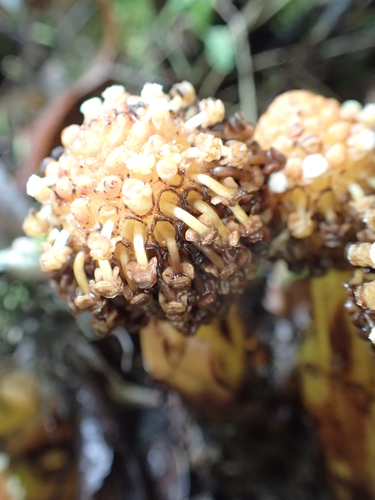 Image of Balanophora involucrata by (c) Étienne Léveillé-Bourret, some rights reserved (CC BY)